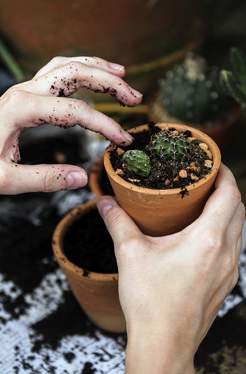 Planting Days